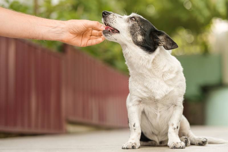 owner feeds the dog from his hand
