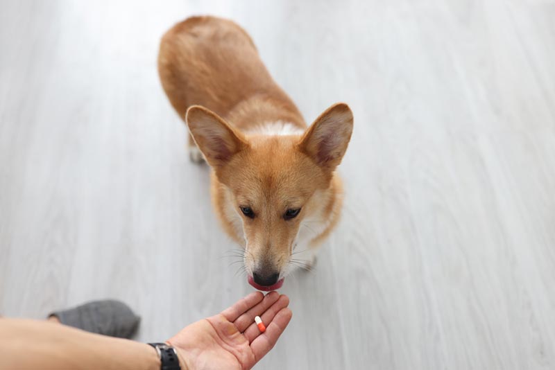 owner giving medicine in capsule to corgi dog