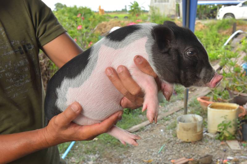 owner holding a teacup pig outdoors