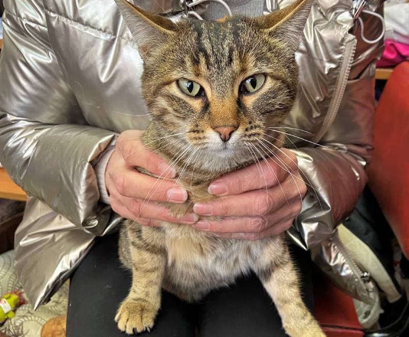 owner holding cat with third eyelid visible