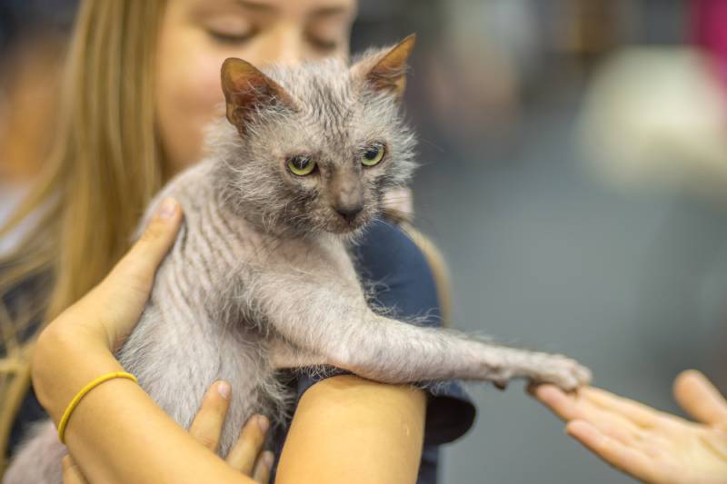 owner holding lykoi cat