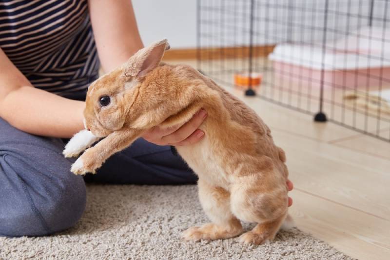 owner holding mini rex rabbit