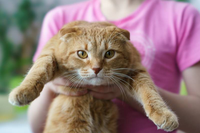 owner holding orange scottish fold cat