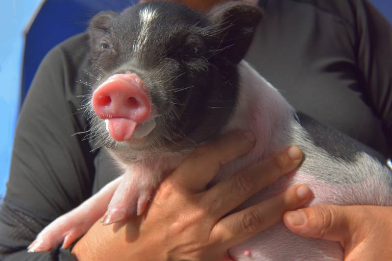 owner holding teacup pig