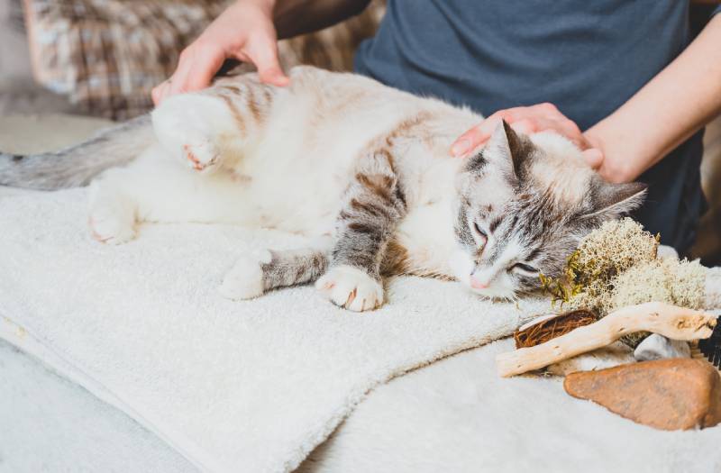 owner massaging the cat's leg