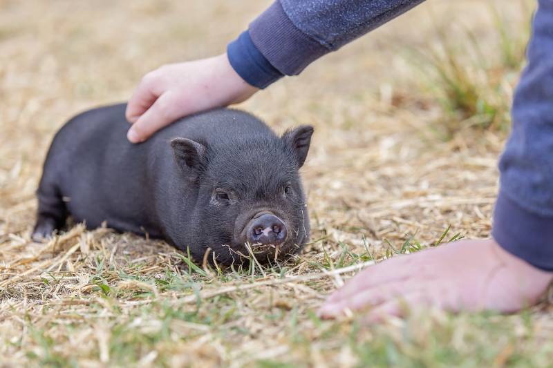 owner petting teacup pig outdoors