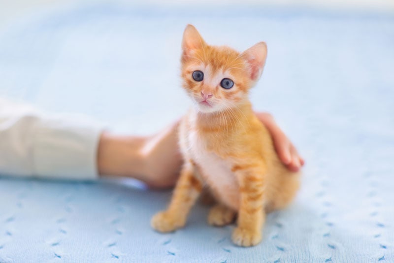owner petting a kitten