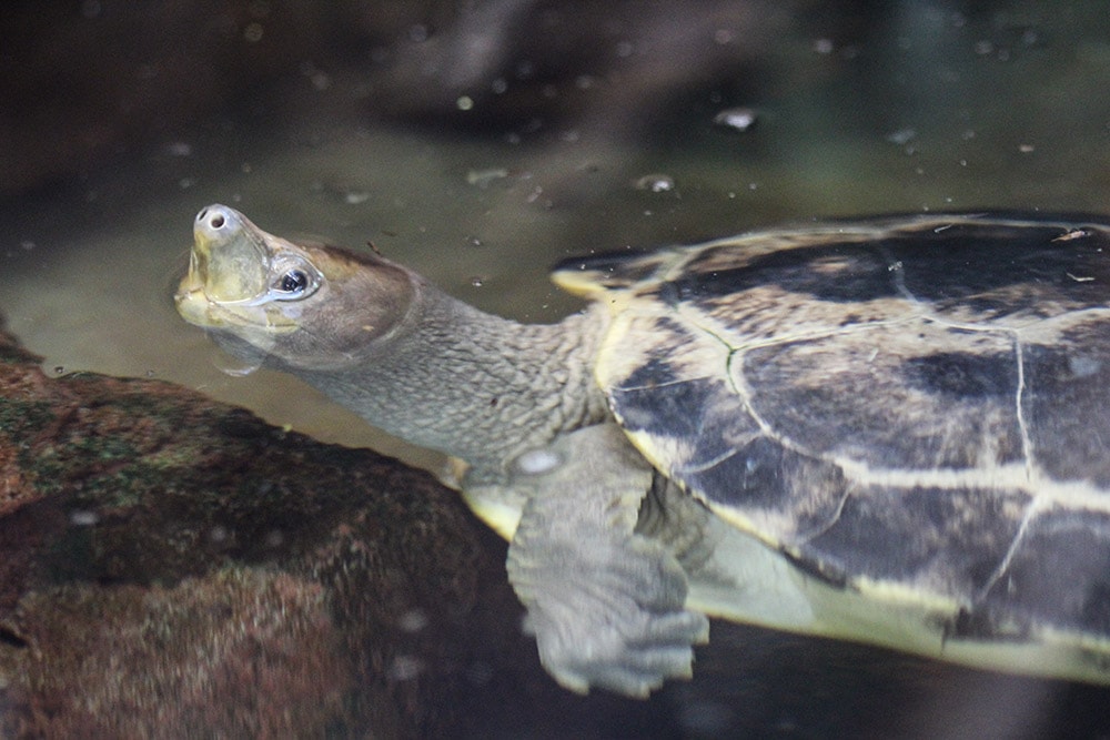 painted terrapin turtle in the water