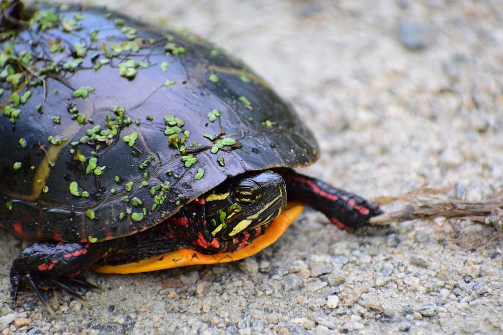 painted turtle close up