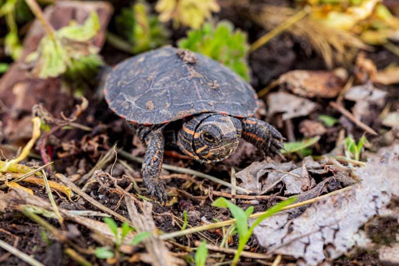 painted turtle hatchling crawling along shoreline of pond