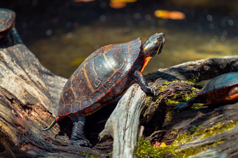 painted turtle on a log