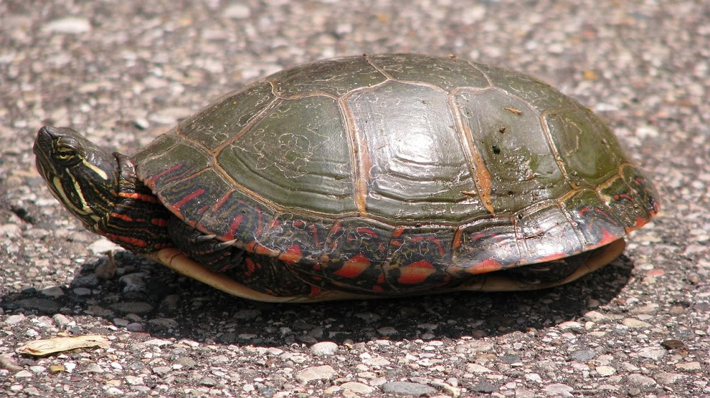 painted turtle on the ground