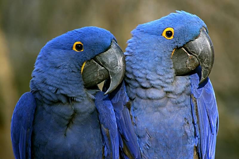 pair of Purple Macaws