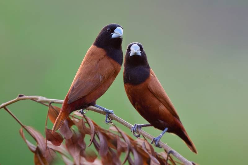 pair of black-headed munia perching