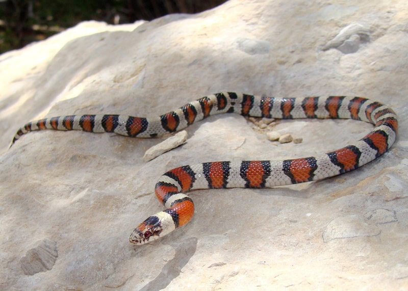 pale milk snake