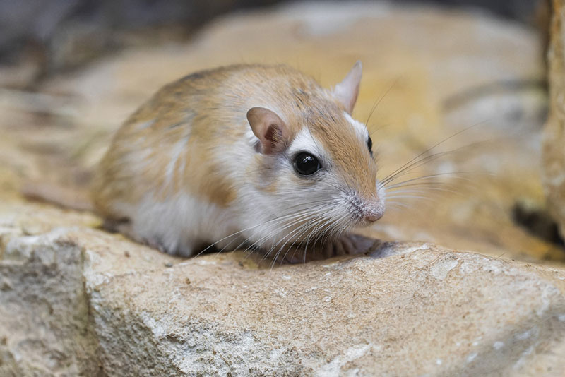 pallid gerbil on a rock