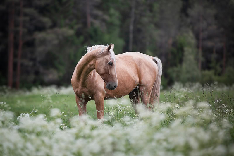 palomino horse in the fields