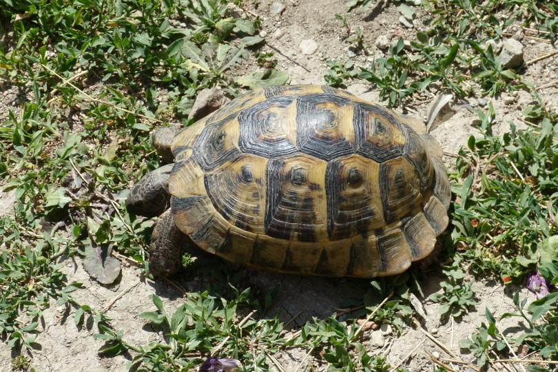 pancake tortoise eating grass_Piqsels