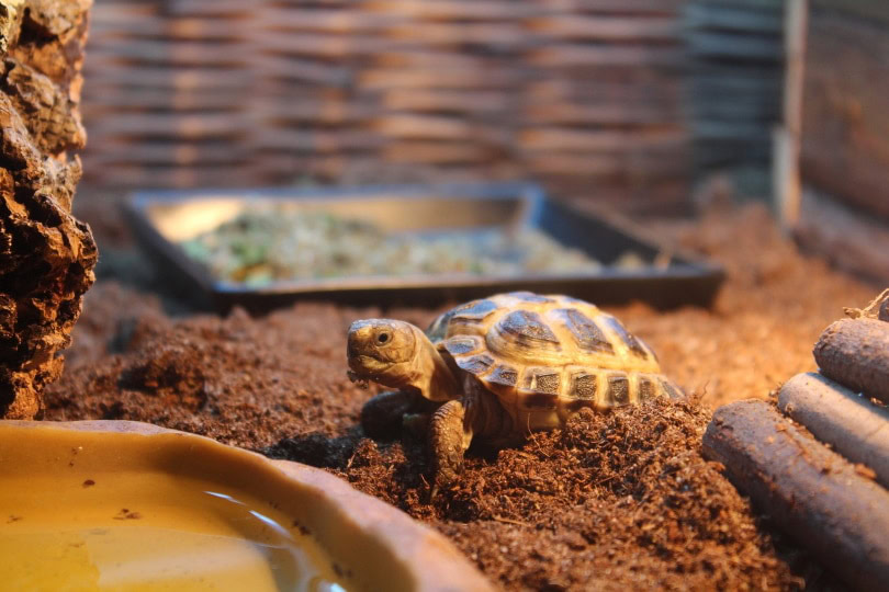 pancake tortoise habitat