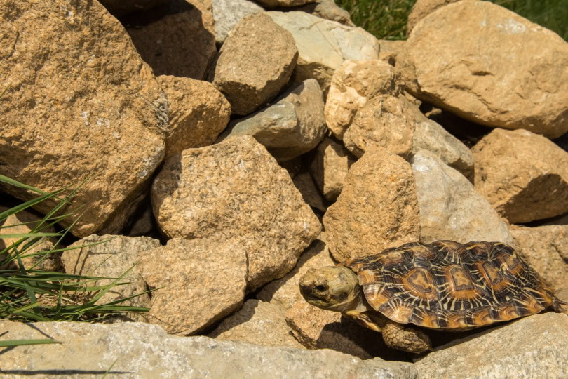 pancake tortoise in rocks_Jay Ondreicka_Shutterstock