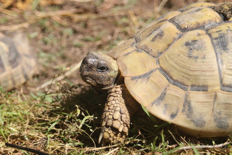 pancake tortoise walking_Piqsels