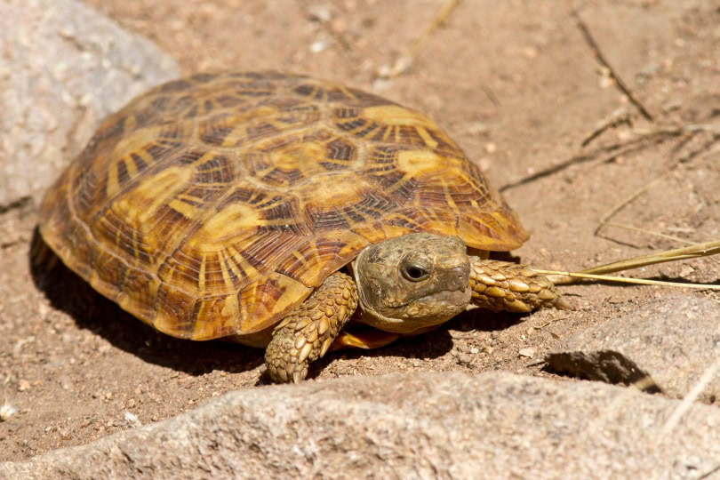 pancake tortoise