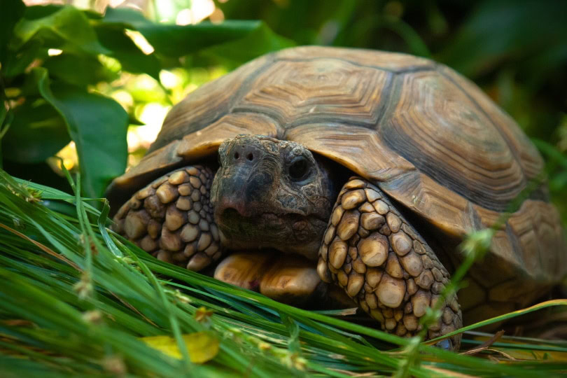 pancake tortoise_Pabliyo_Pixabay