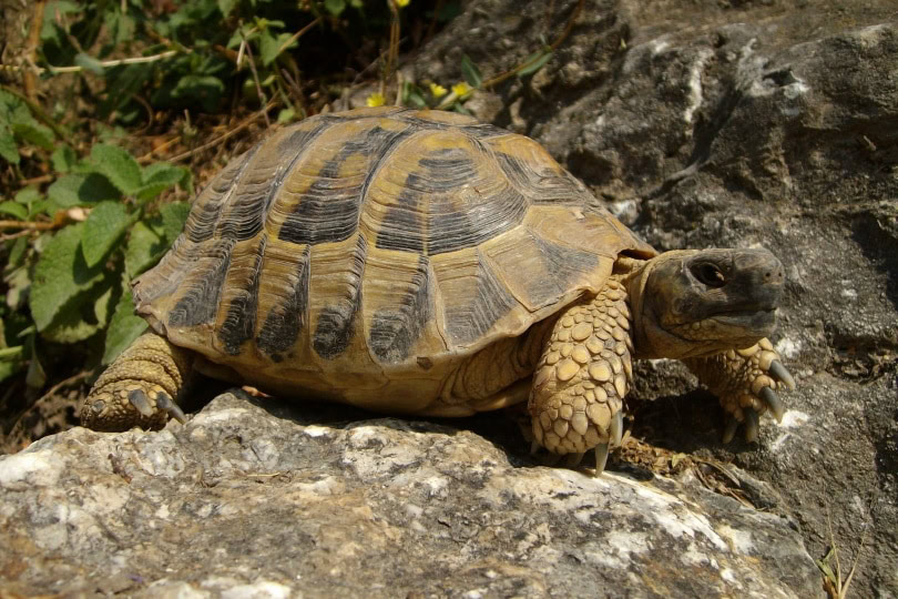 pancake tortoise_Piqsels