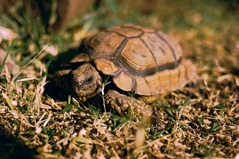 pancake tortoise_fatii_010_Pixabay