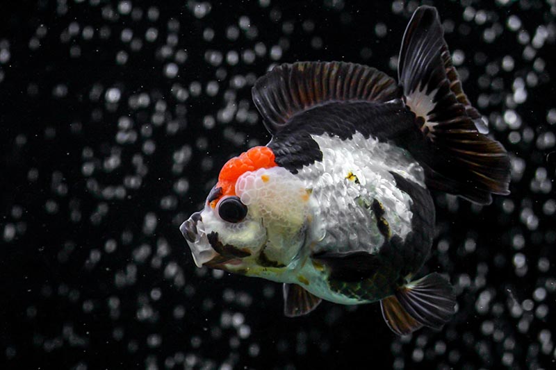 panda oranda goldfish