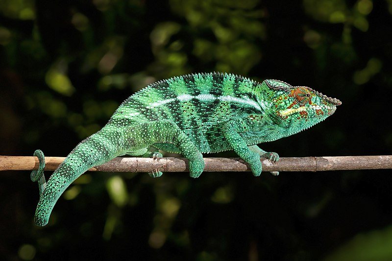 panther chameleon