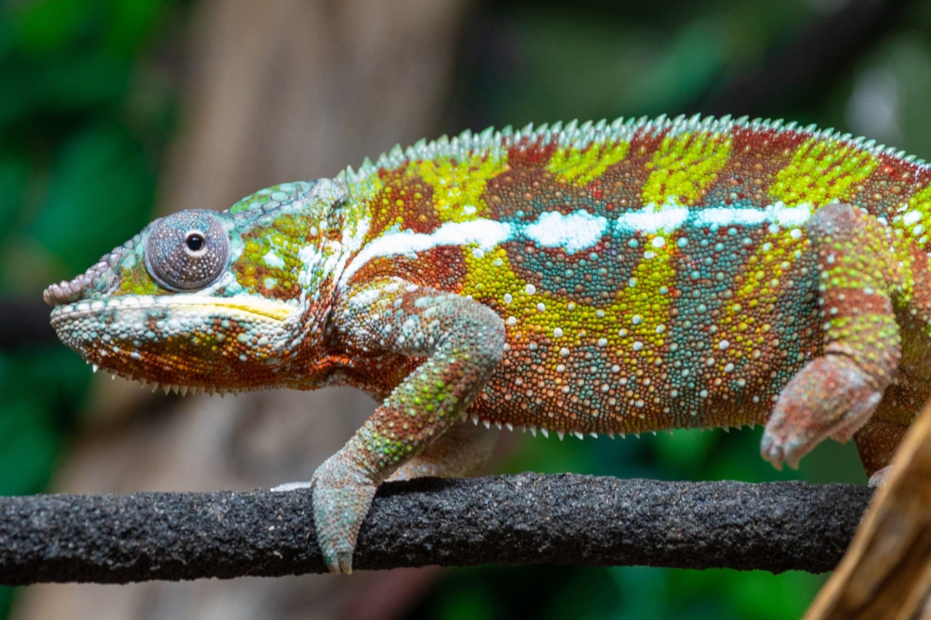 panther chameleon
