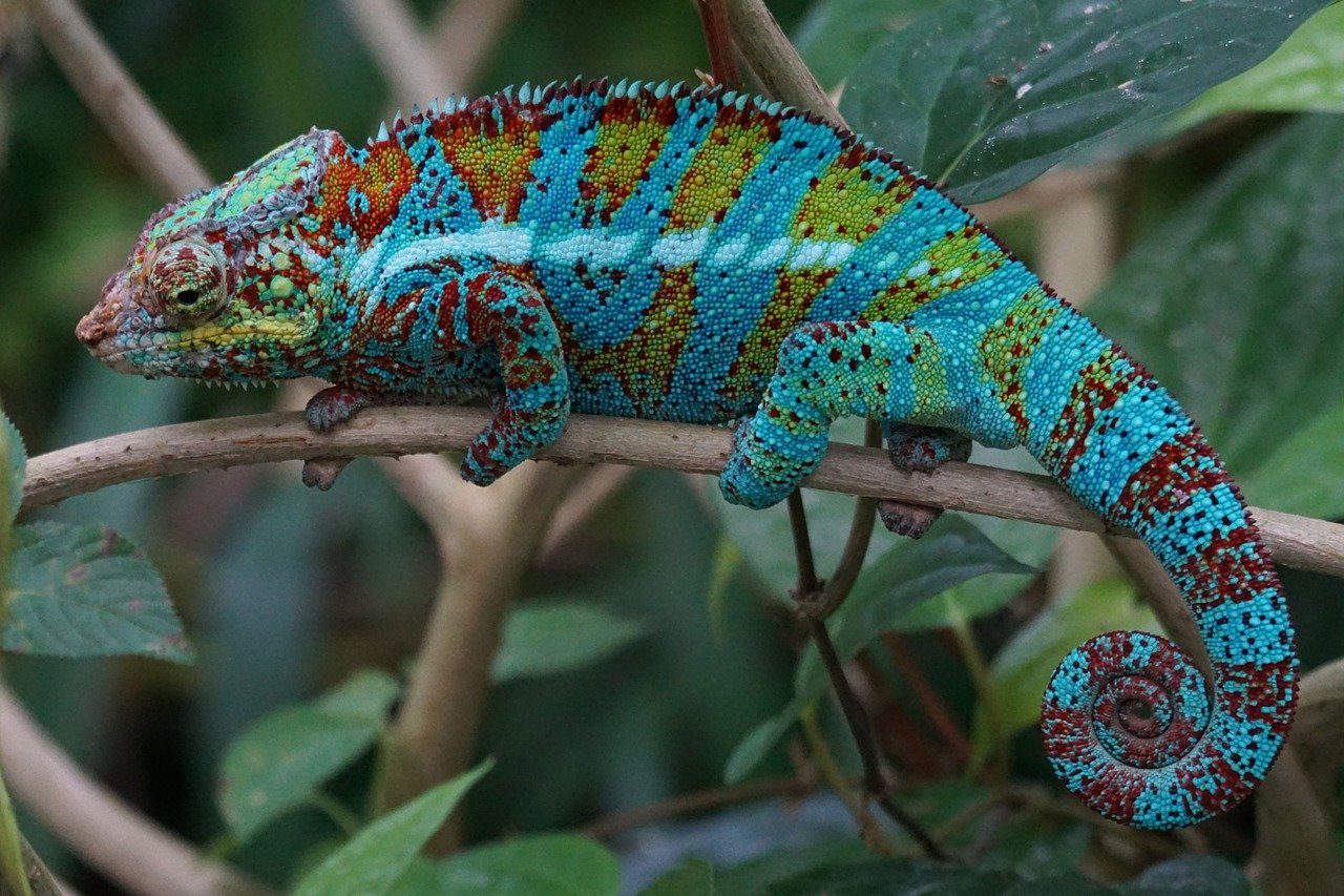 panther chameleon