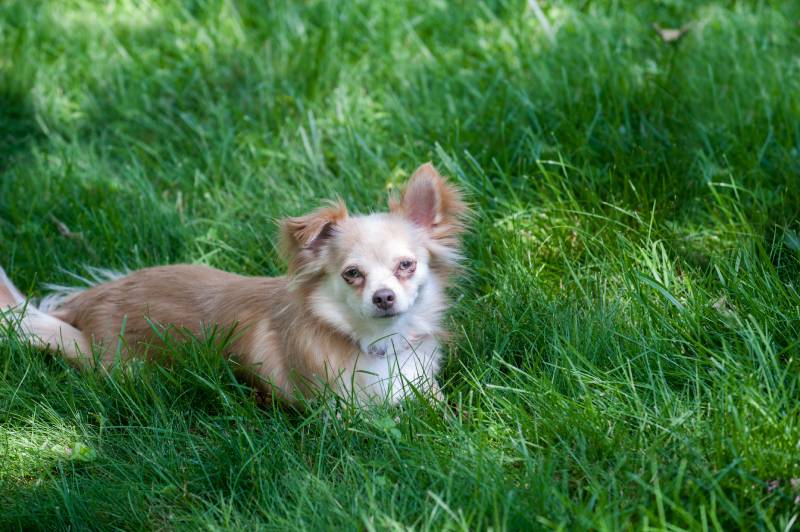 papillon chihuahua mixed breed dog lies in shady dark green grass
