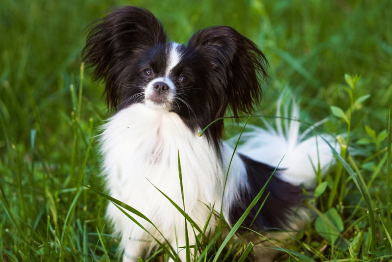 papillon dog sitting on grass