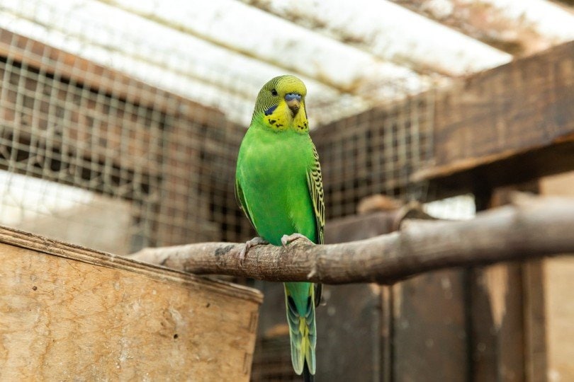 parakeet bird