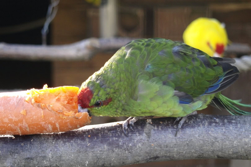 parakeet eating carrots