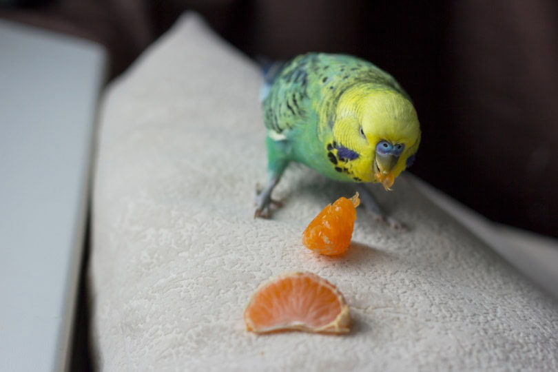 parakeet eating mandarin orange