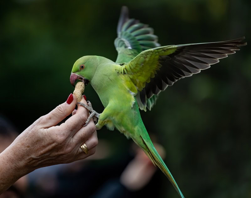 parakeet eating