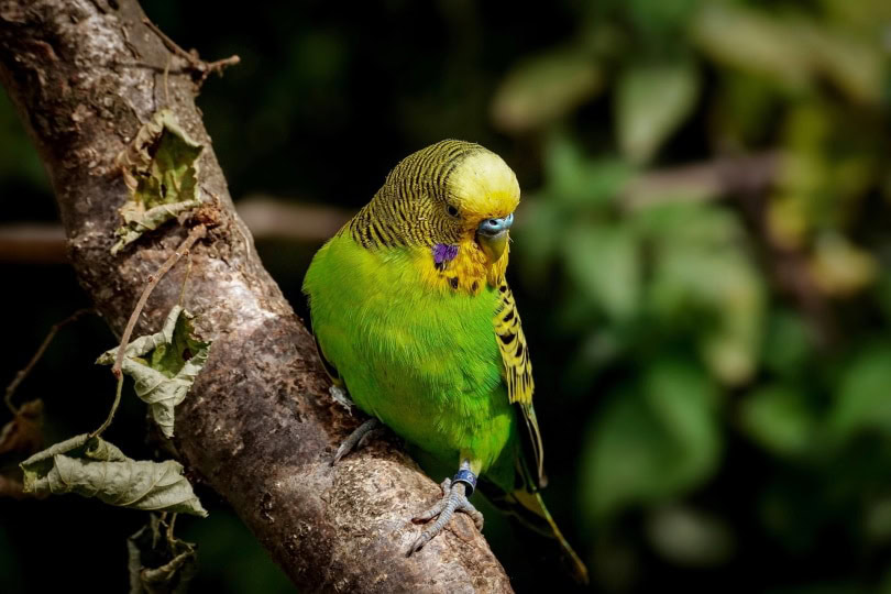 parakeet on tree