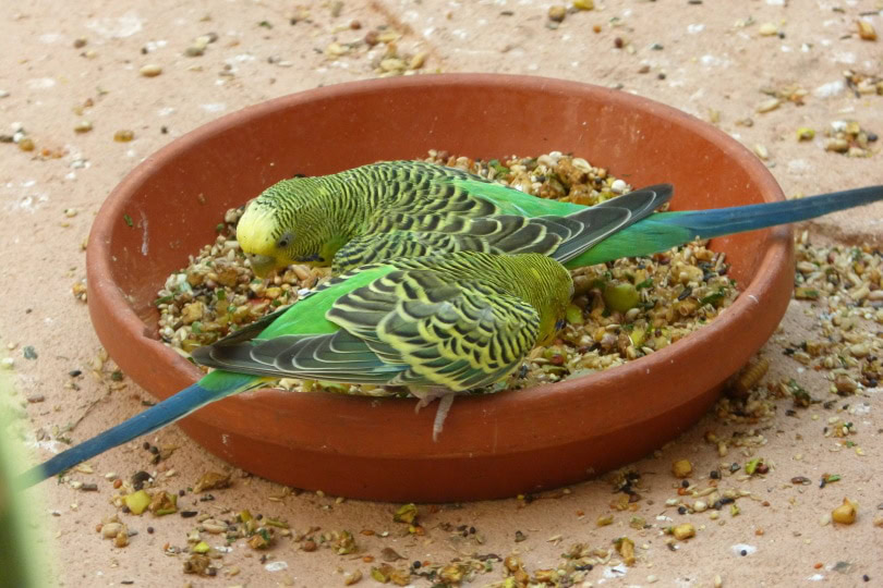 parakeets eating