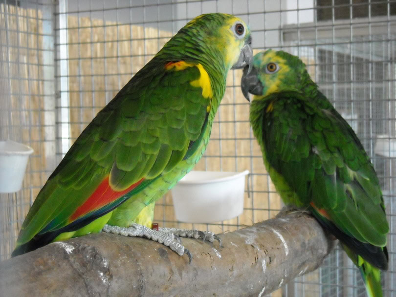 parakeets inside cage