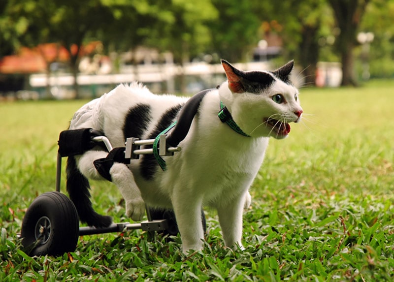 paralyzed cat in wheelchair