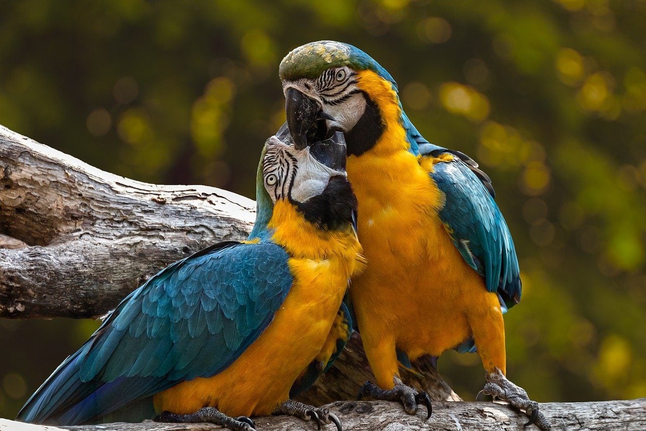 parrot couple