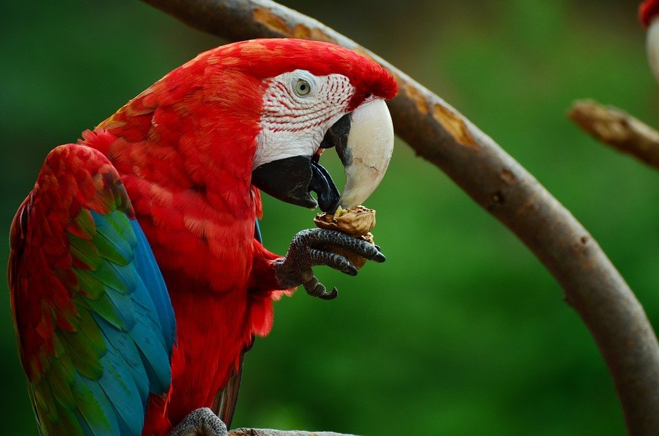 parrot eating