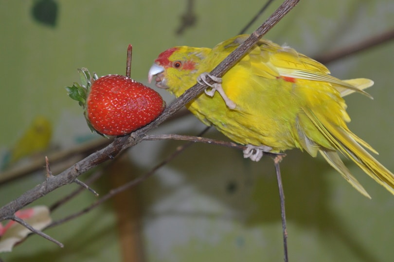 parrot eating strawberry