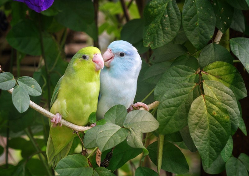 parrotlet bird preening the other bird