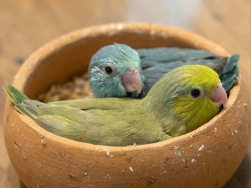 parrotlet birds in a feeding bowl