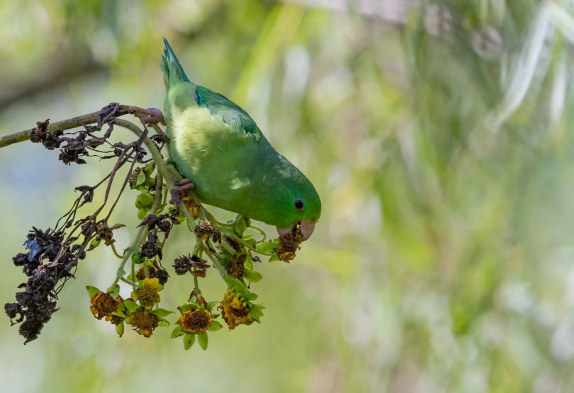 parrotlet eating