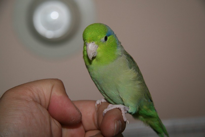parrotlet on a man's finger